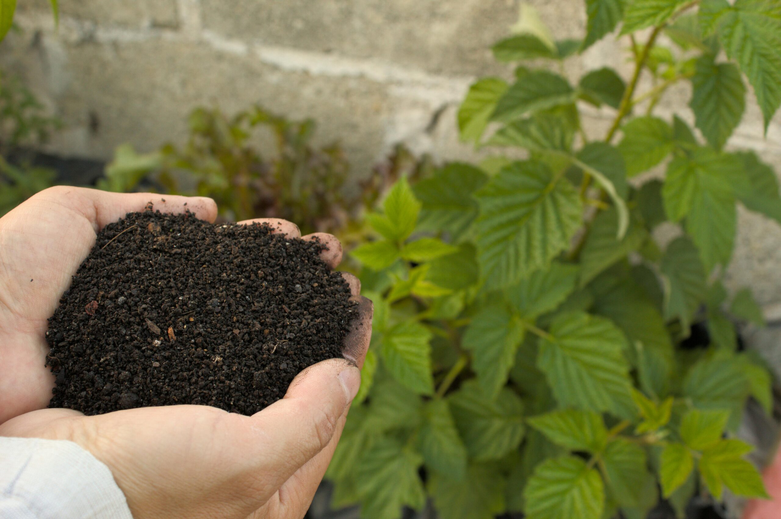organic fertilizer for plants